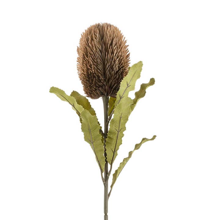 Banksia Floral Stem Brown for wholesale by Indaba Trading