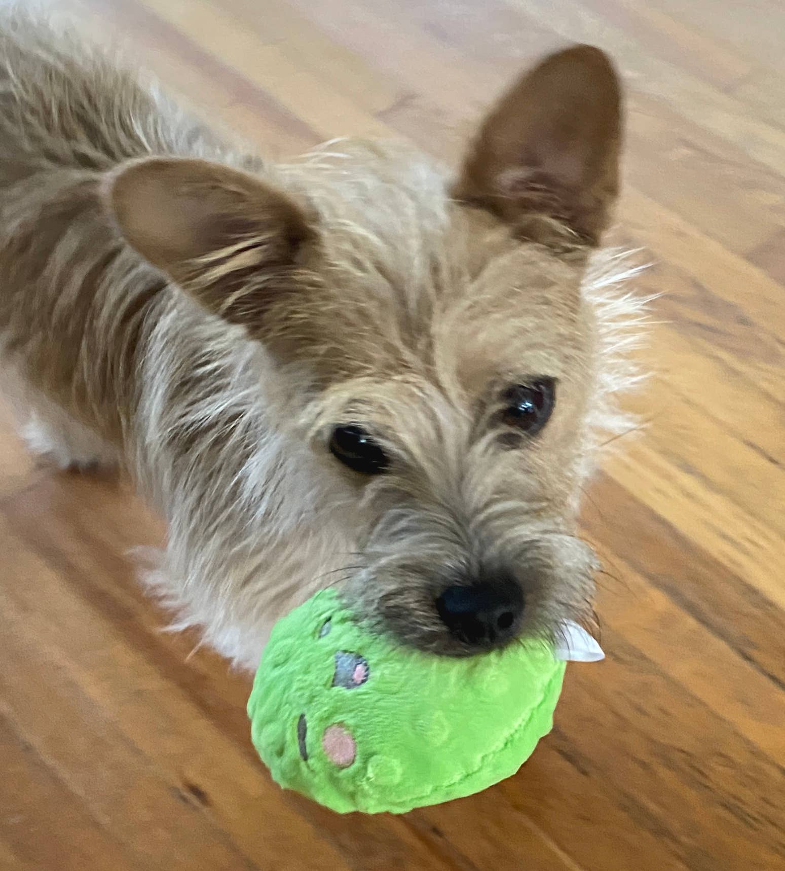 Screaming Pickles - Vente Jouet couineur – chien - Jouets pour animaux de compagnie faits à la main - Catnip/Dog Squeaker Mini Pickle20