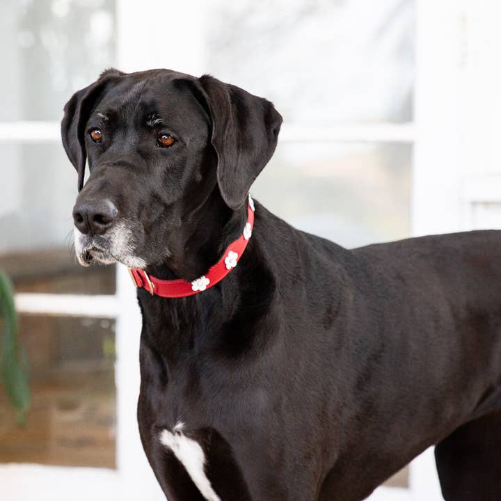 DOGUE Hundehalsband Foxy aus Leder für den Großhandel von DOGUE