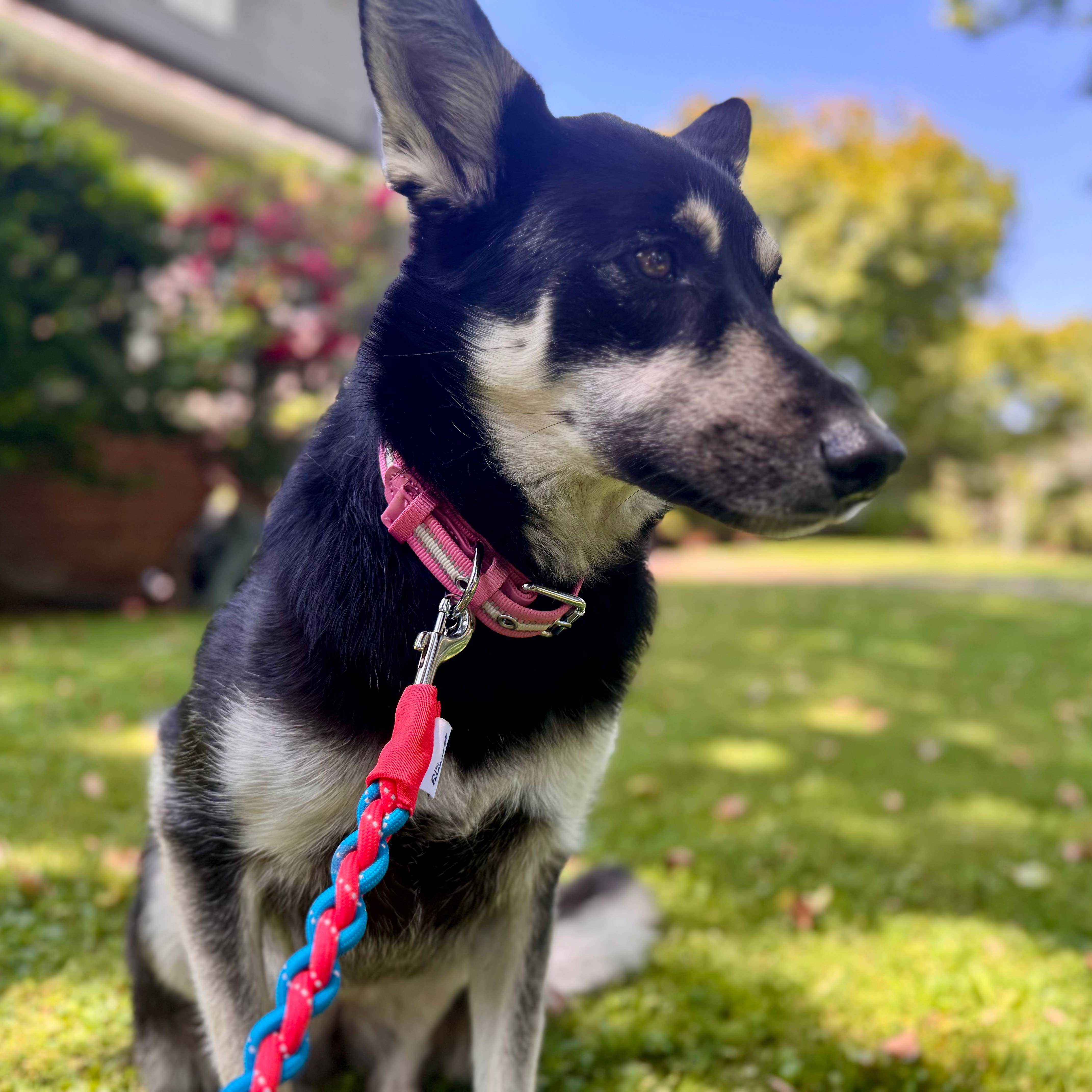 Blueberry Pet – wholesale Halsband - Hund – 3M Reflekterande Randig Hundhalsband – Hållbart & Stilfullt19