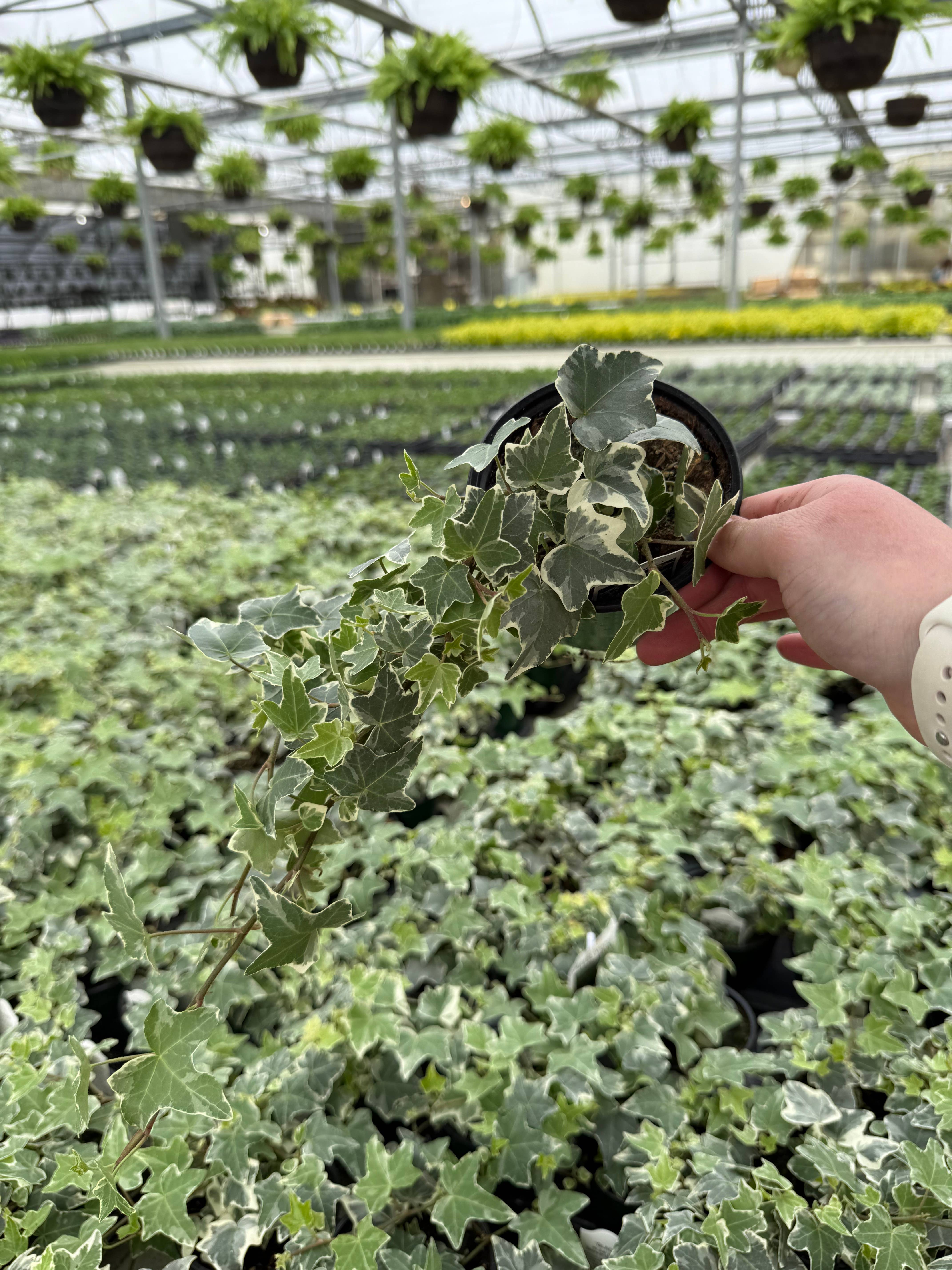 Blúme Gardens - Wholesale Live Plant - Hedera Glacier Ivy | Live Rooted Annual Plants | Live Rooted2