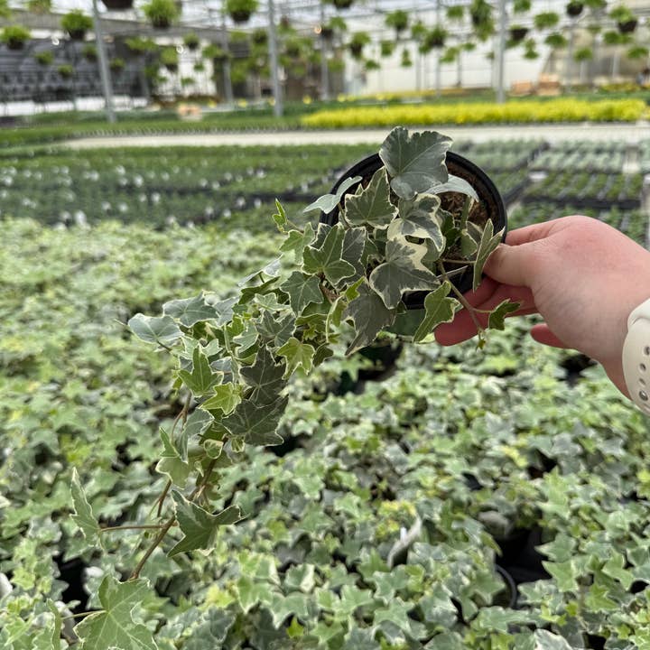 BlĂșme Gardens - Wholesale Live Plant - Hedera Glacier Ivy | Live Rooted Annual Plants | Live Rooted2