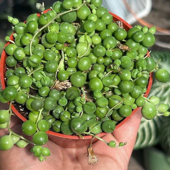 Nanu's Nursery - Wholesale Succulent - String of Pearls | Live Succulent Plant | 4 inch pot