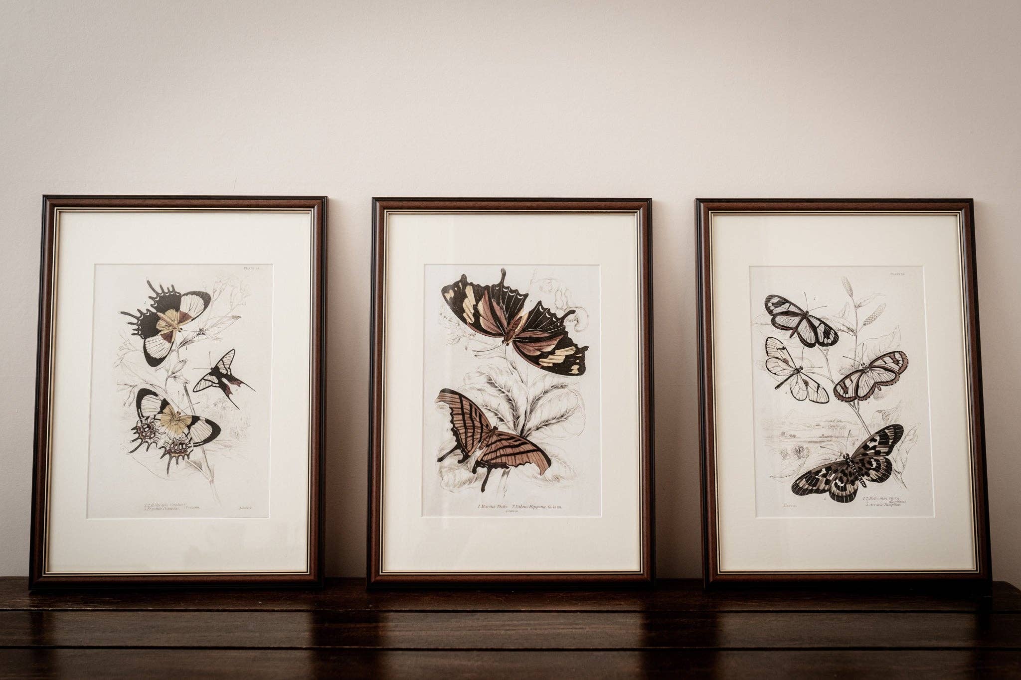 Coultura - Wholesale Gallery Wall Set - Framed Set of Six Vintage Butterfly Art Prints (Classic Teak Frame Collection)7
