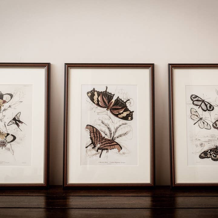 Coultura - Wholesale Gallery Wall Set - Framed Set of Six Vintage Butterfly Art Prints (Classic Teak Frame Collection)7
