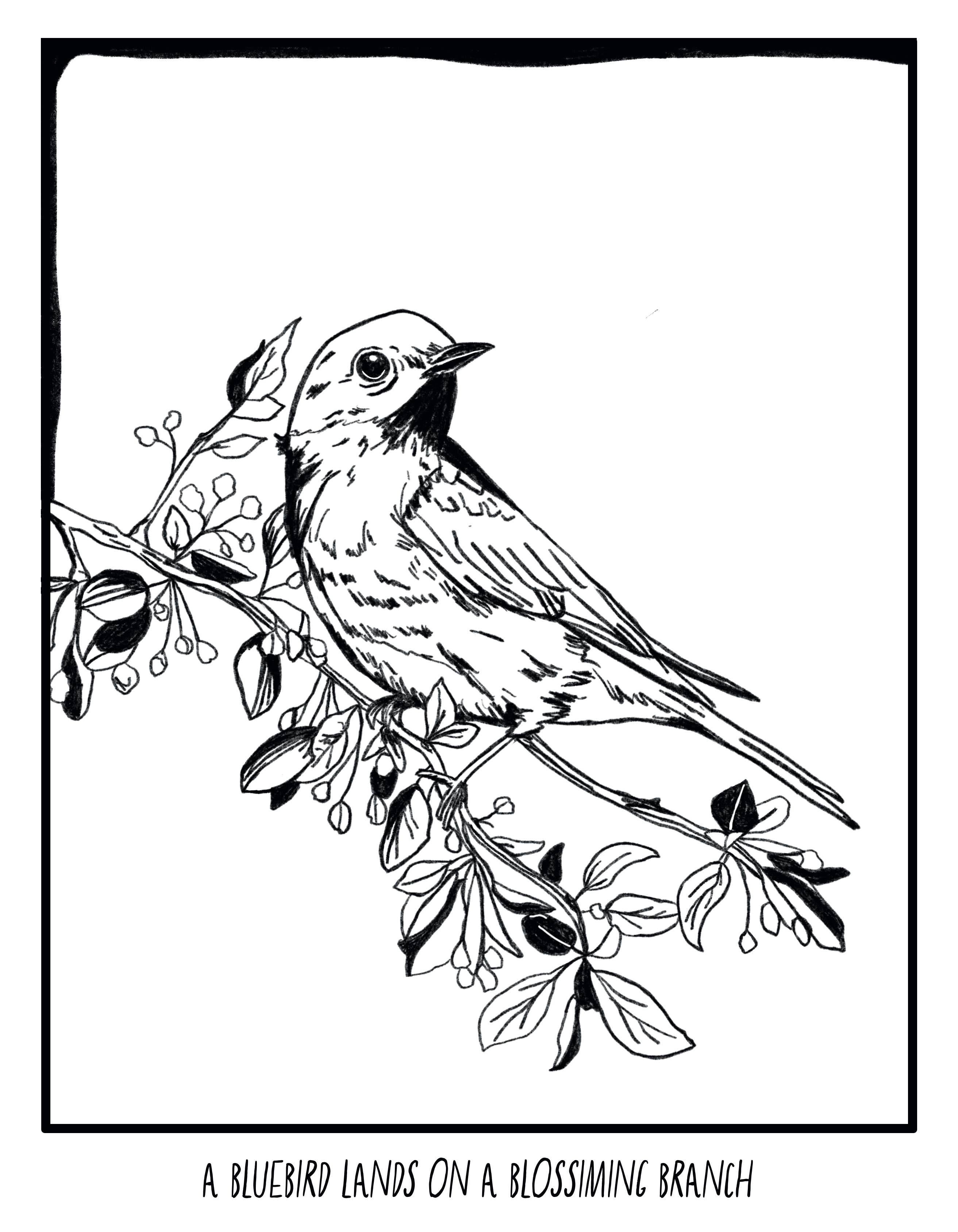 bclockerart - Wholesale Coloring & Activity Book - Kids & Baby - Forest Friends Coloring book5