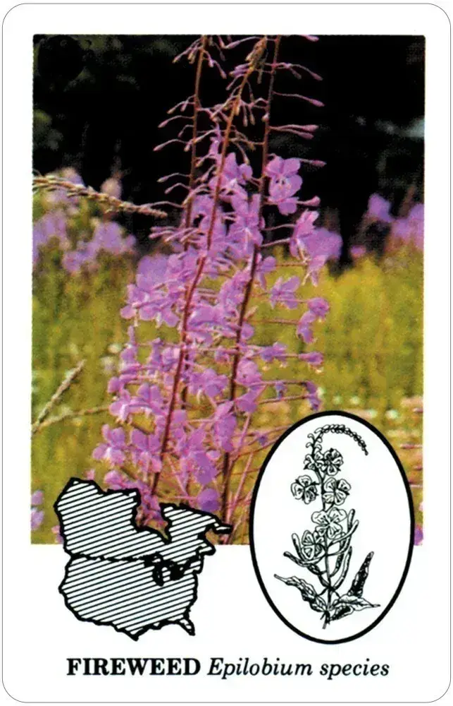 U.S. Games Systems Inc. – Cartas de jogar por atacado – Cartas de Baralho Comestíveis Wild Foods1