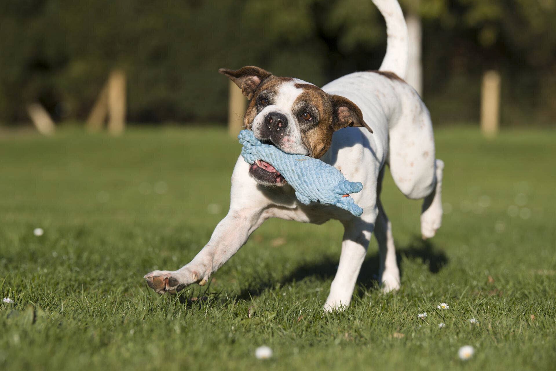 LABONI - Volentis GmbH - Wholesale Pet Rope Toy - Dog - Blanket TEDDY GREY - Multifunctional Blanket13