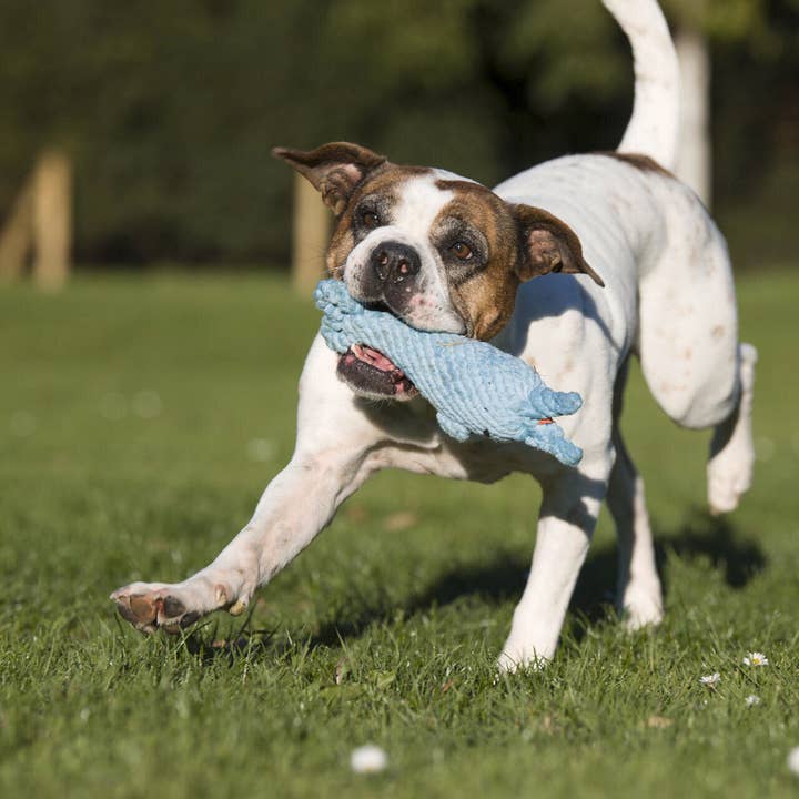 LABONI - Volentis GmbH - Wholesale Pet Rope Toy - Dog - Blanket TEDDY GREY - Multifunctional Blanket13