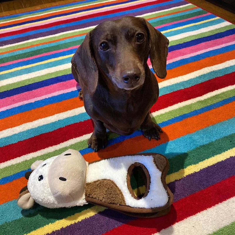 WufWuf – Engroshandel Pibelegetøj - Hund – WufWuf Cow Squeaky Plush Tug Hundelegetøj7