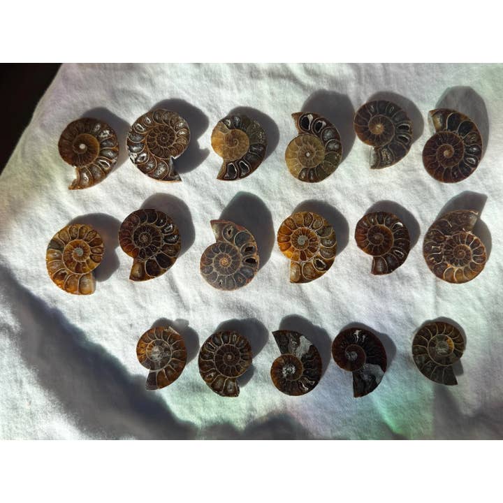 Tumbledshop - Vente Pierre et cristal de spiritualité - Grande tranche de fossile d'ammonite polie coquille fossilisée