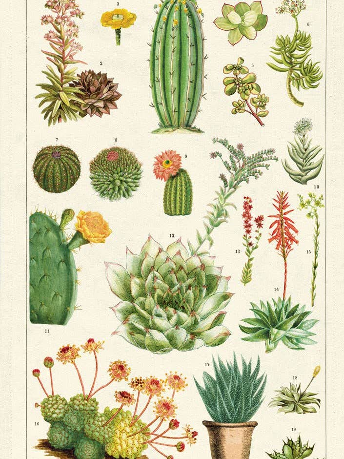 Cavallini Tea Towel - Succulents for wholesale by Cavallini & Co