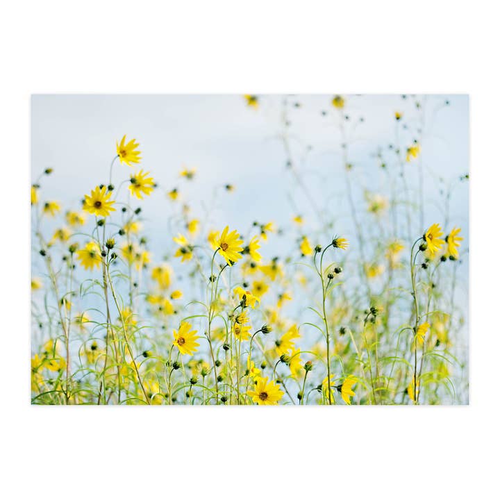 Carte postale "Tournesol à feuilles de saule" pour la vente par paruspaper. nutzfeine papeterie