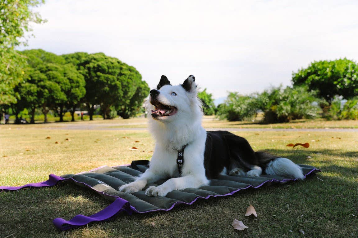 Hundog - Official zee.dog distributor - Wholesale Pet Bed - Dog - Air.Mat travel mattress7