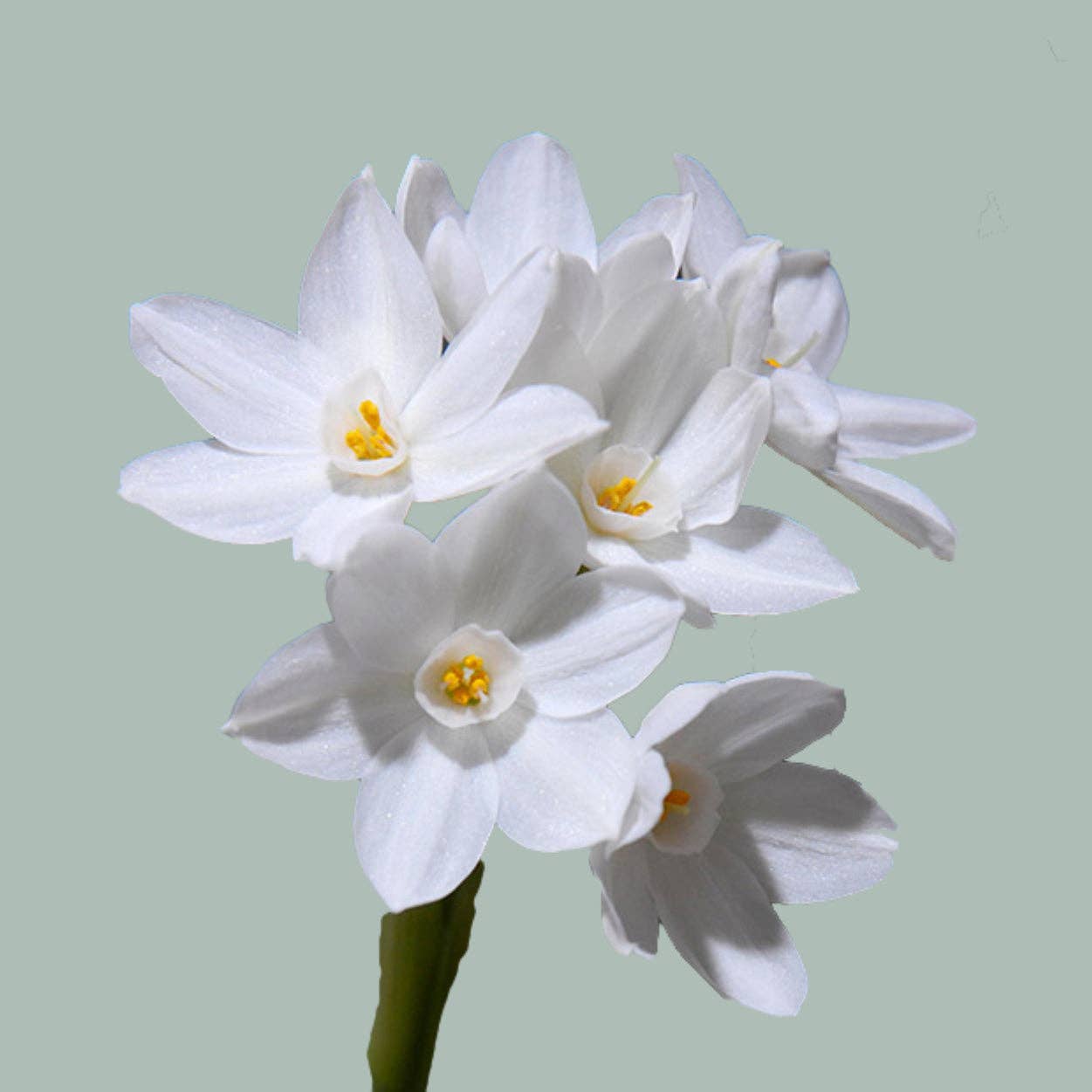 White Daffodil Paperwhite (50 Stems) for wholesale on Faire0