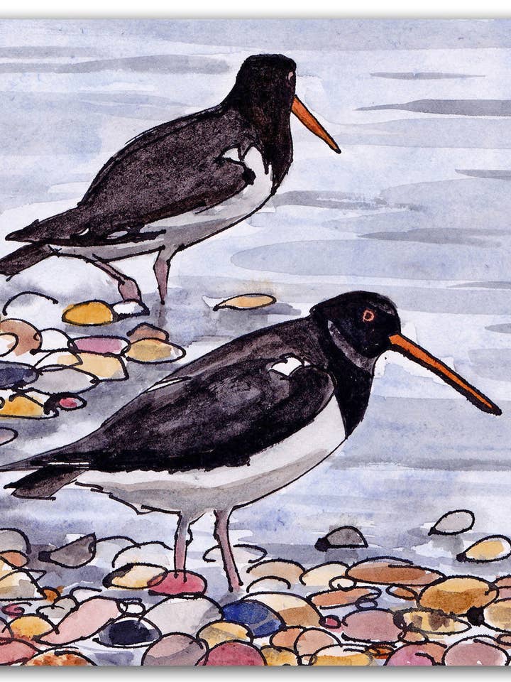 NC493 Huîtriers - Chris McColl pour la vente par Cardiau Nico Cards