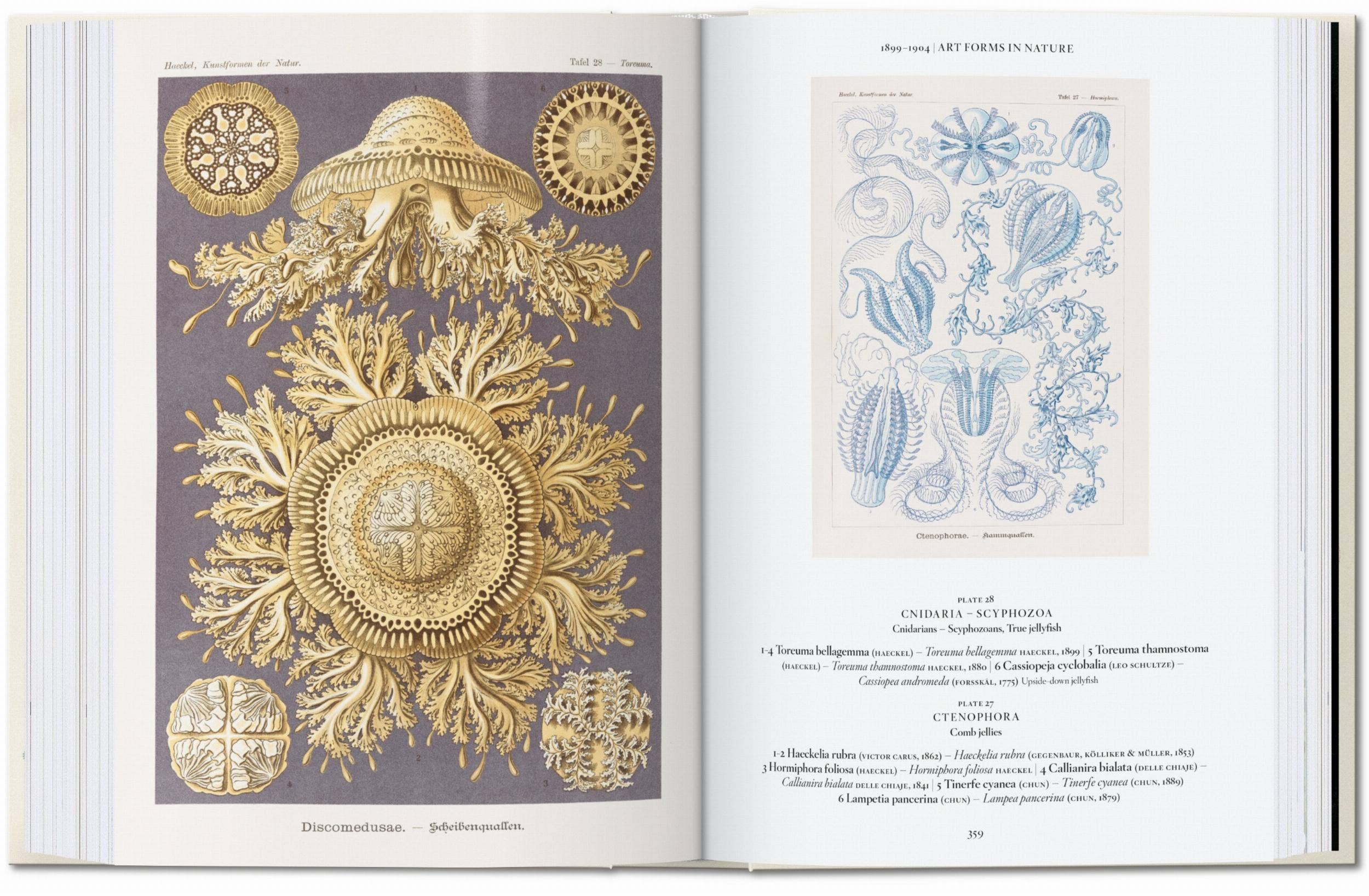 TASCHEN Europe - Vendita all'ingrosso Catalogo - Ernst Haeckel. Arte e Scienza. 40ª Ed. (Tedesco)6
