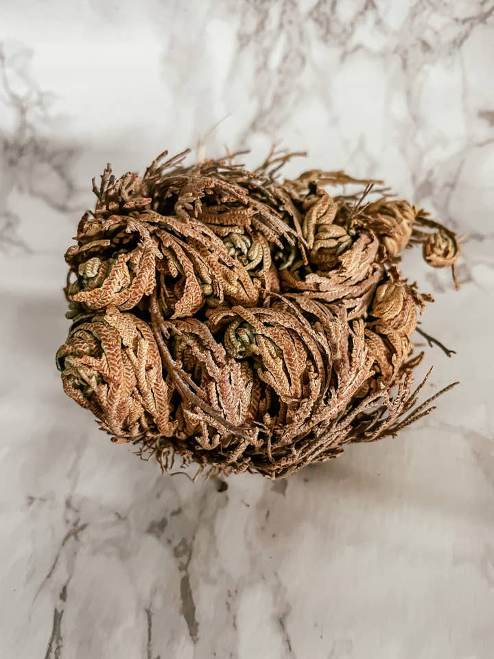 Rose of Jericho Flower, Sustainably Harvested for wholesale by Peach and Pixie