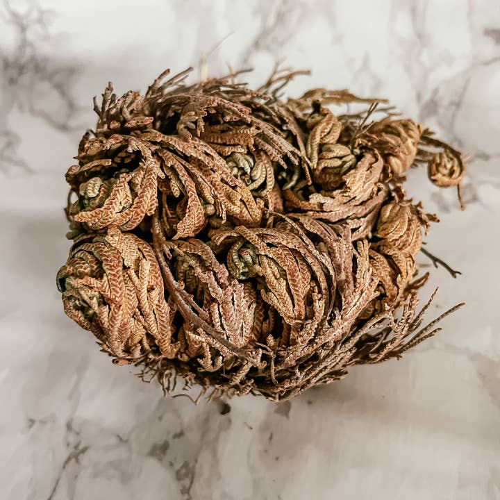 Peach and Pixie - Wholesale Live Plant - Rose of Jericho Flower, Sustainably Harvested0