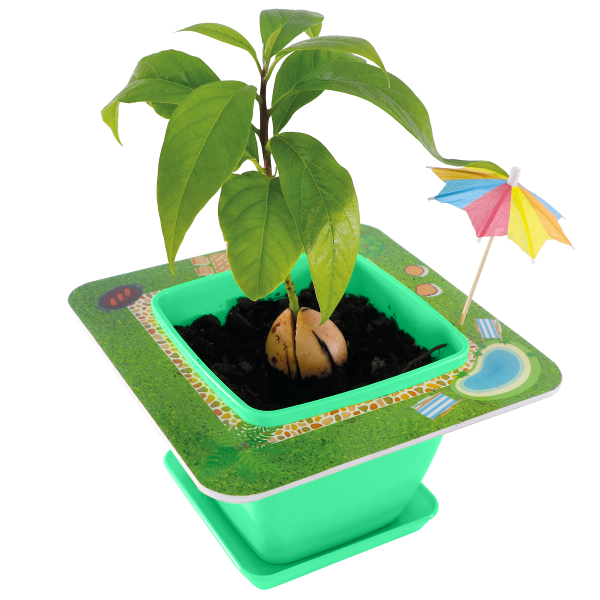AvoSeedo - Wholesale Plant Seeds - AvoSeedo 2.0 - Pet Avocado4