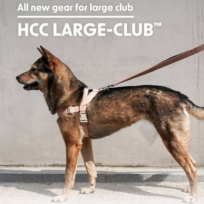 GRAND CLUB - HARNAIS pour la vente par HOWLPOT. USA