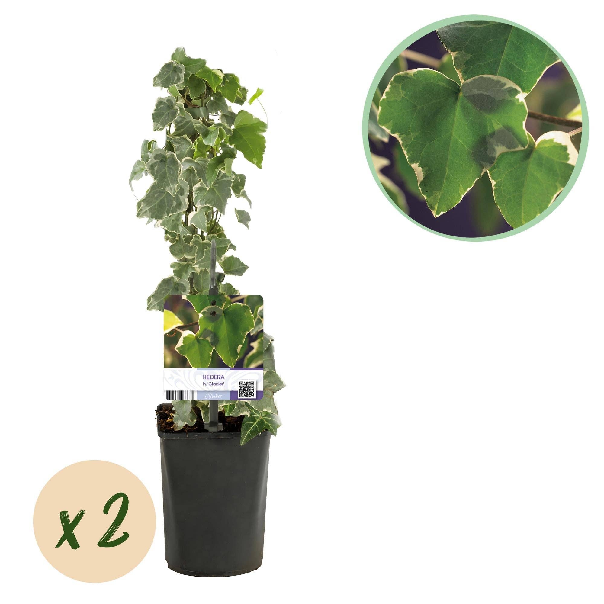 Oasis of Life - Wholesale Live Plant - Climbing plant Hedera helix 'Glacier' – 2 plants – Evergreen – Variegated leaves – 11 cm – Height 40 cm – Ivy for indoors & outdoors – Hanging baskets & ground cover1