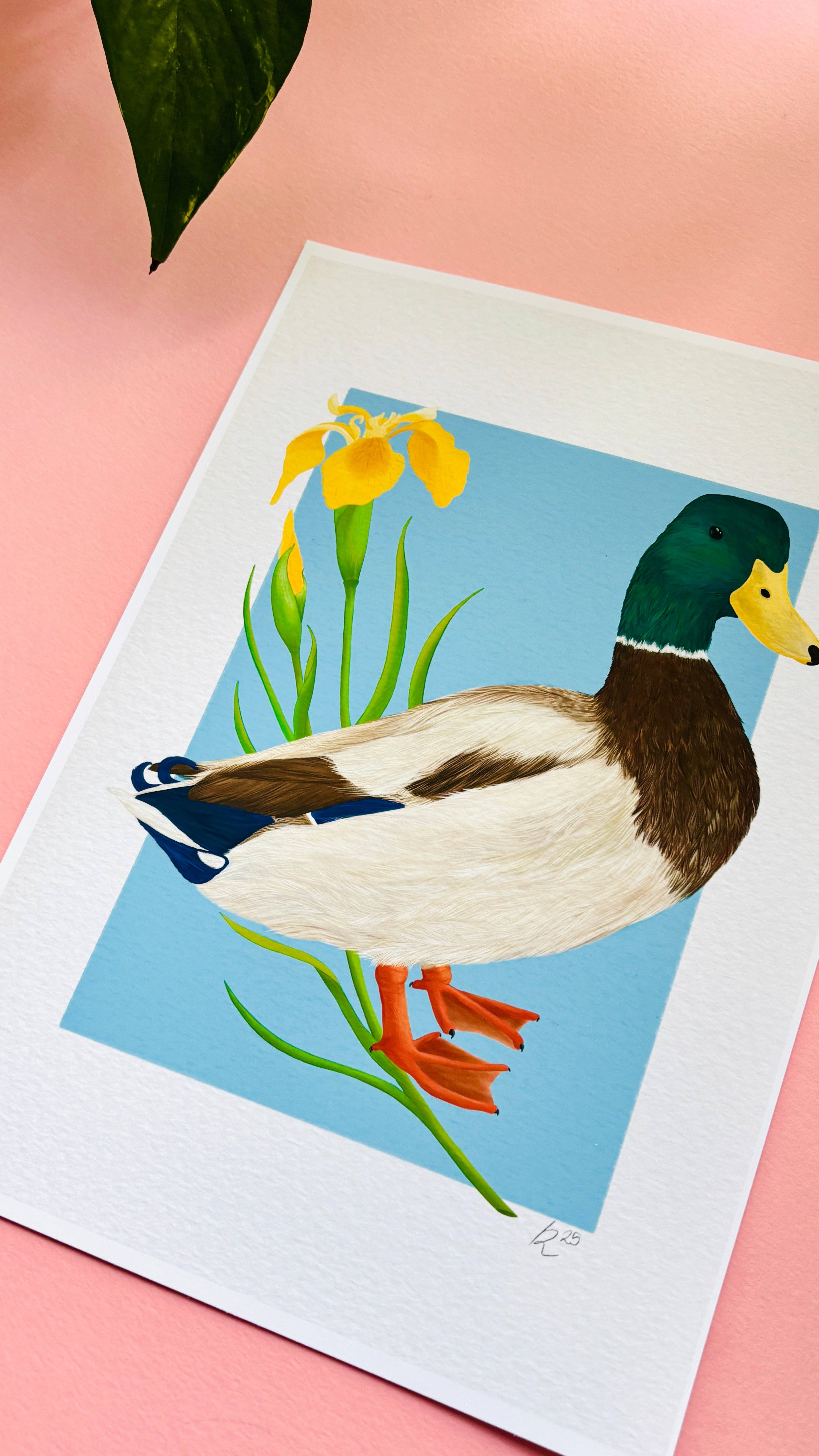 Pixiecraft - Wholesale Art Print - Mallard Duck Art Print- British Wildlife Illustration for Nature Lovers5