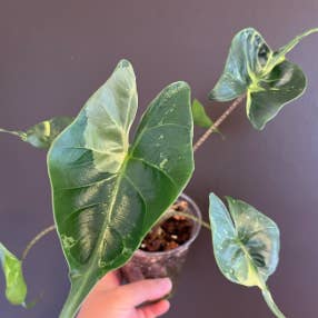 Dick's Sticks and Exotics - Wholesale Live Plant - Alocasia 6 plant variety. No pots.8