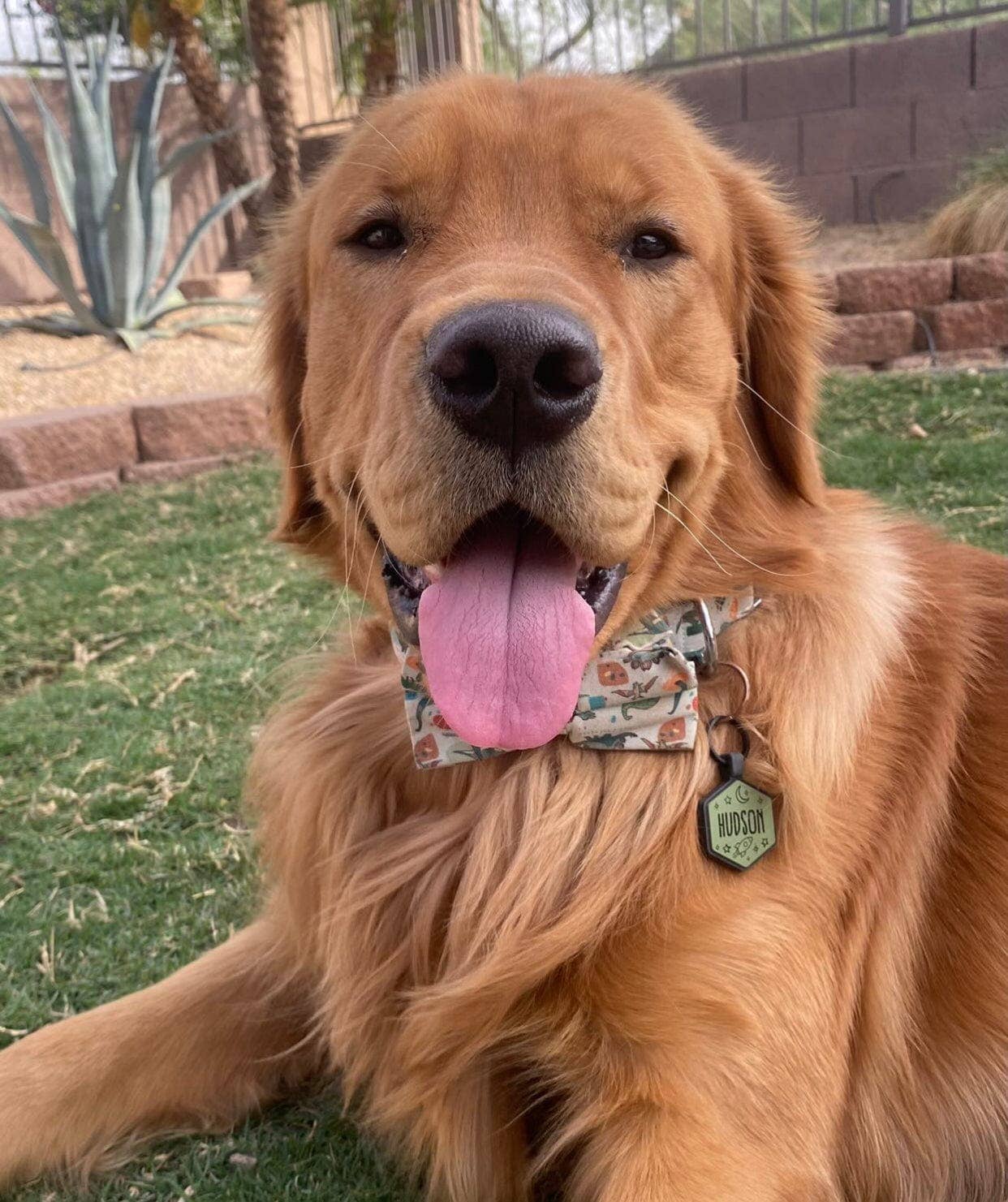 Besties Pets - Wholesale Pet Identification Tag - Dog - Space Cadet Silicone Dog ID Tag14