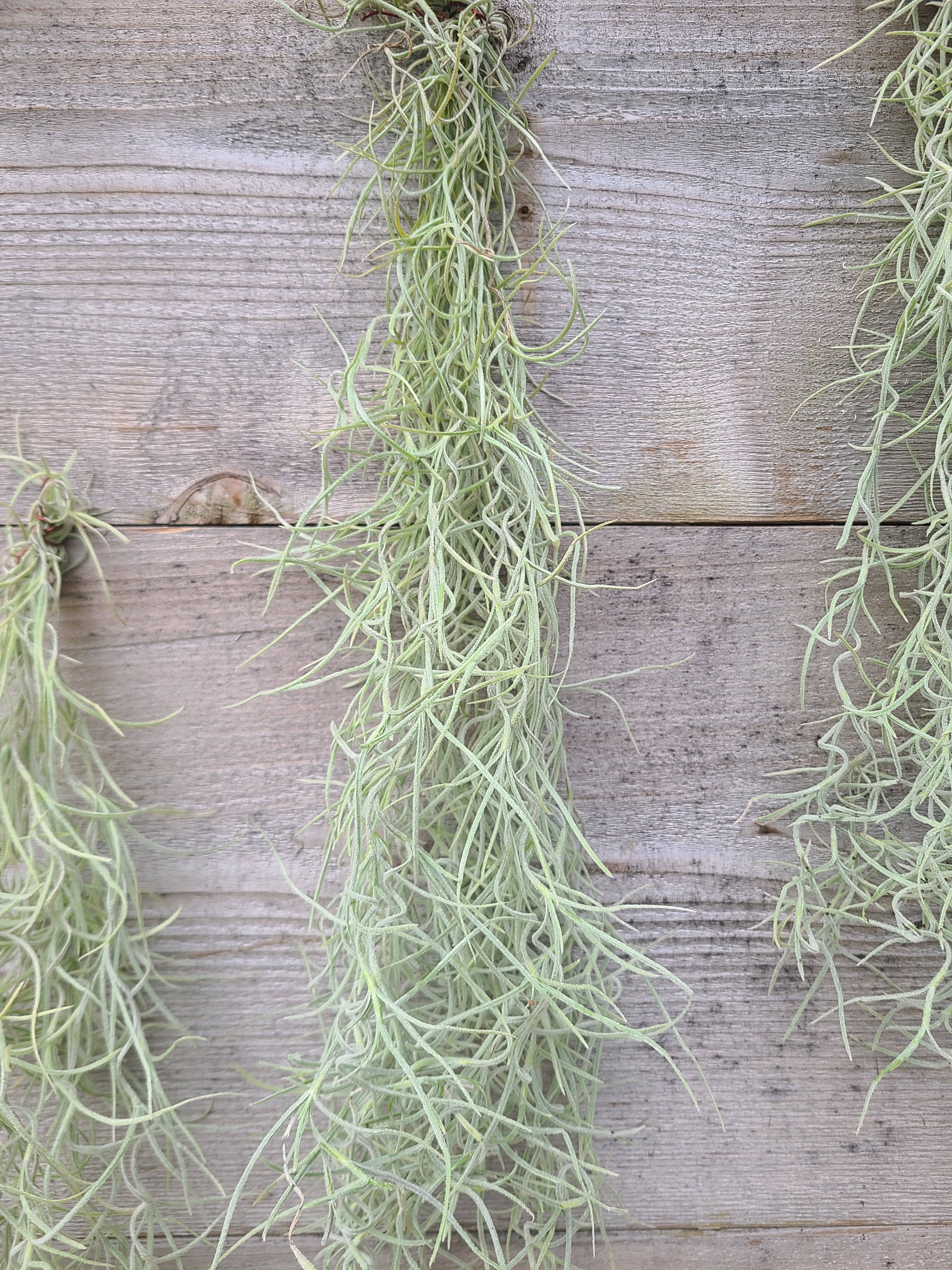 Buzz + Thrive Gardens - Wholesale Live Plant - Tillandsia Usenoides 3