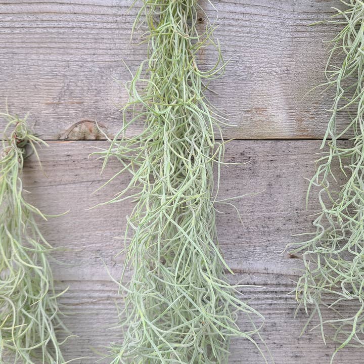 Buzz + Thrive Gardens - Wholesale Live Plant - Tillandsia Usenoides 3