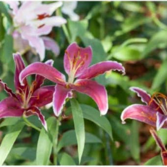 LeDeSaRa Lifestyle – Engroshandel Kunstige blomster – Friske afskårne liljer