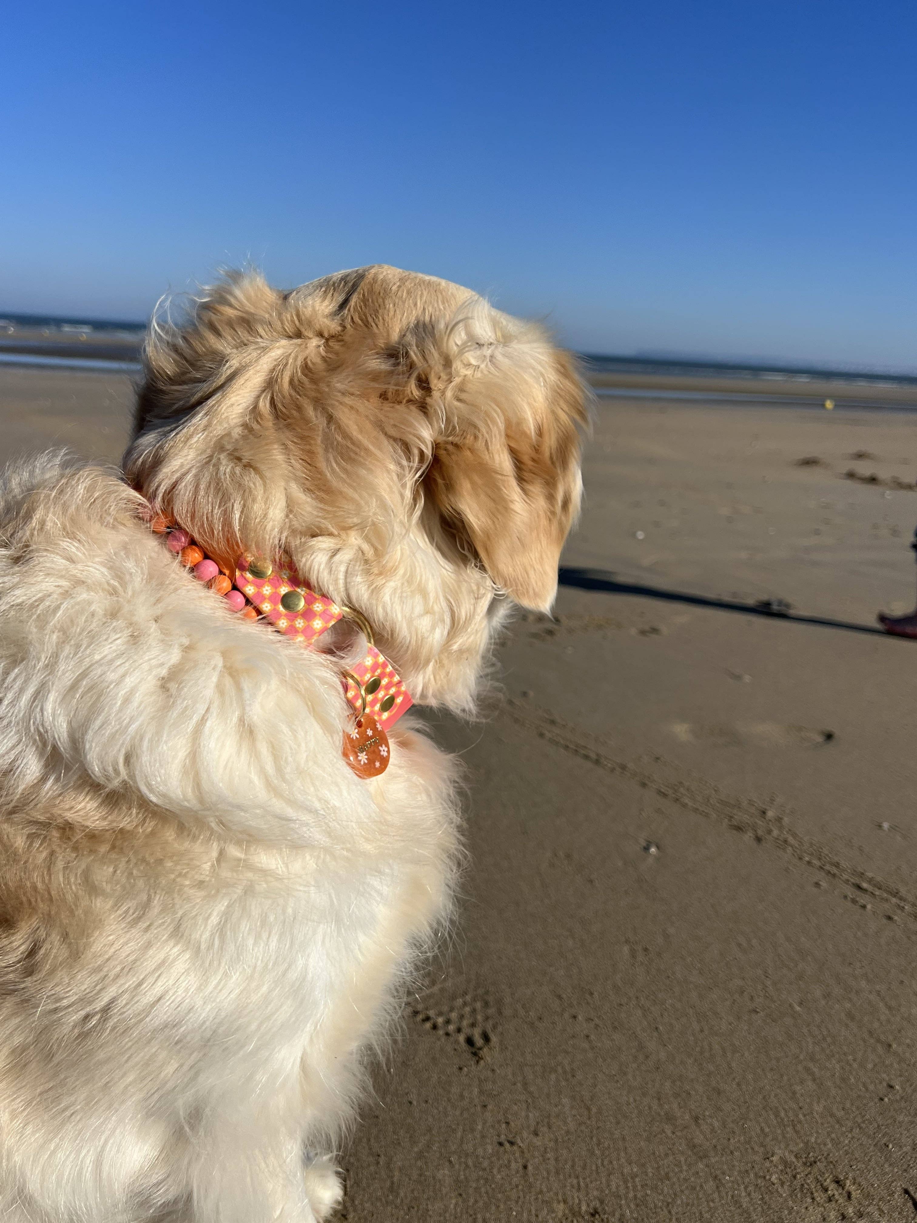 Splash By Happy - Wholesale Pet Collar - Dog - 🌼 Happy Flower 🌼2