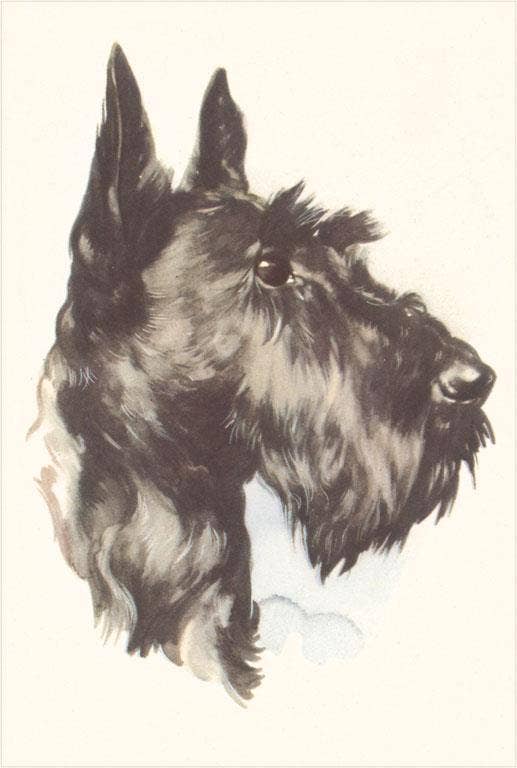 Found Image Press - Wholesale Stationery/Notecard Set - Greeting Card DG-109 Scottie Dog0