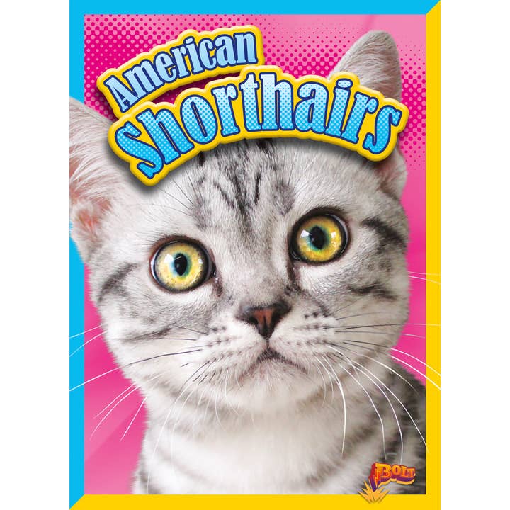 Black Rabbit Books - Wholesale Pets - American Shorthairs