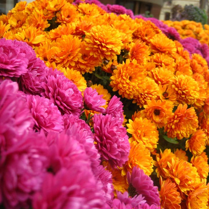 Fall Mums for wholesale by Sarah’s Card Co.