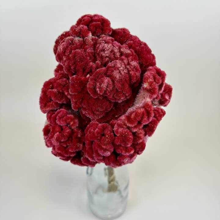 Lovejoy Farms Premium Dried Flowers – wholesale Torkade/pressade blommor – Tuppkam (Celosia) - Bourgogne