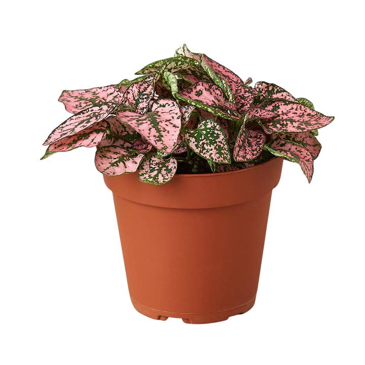 House Plant Wholesale - Wholesale Live Plant - Hypoestes 'Polka Dot'0