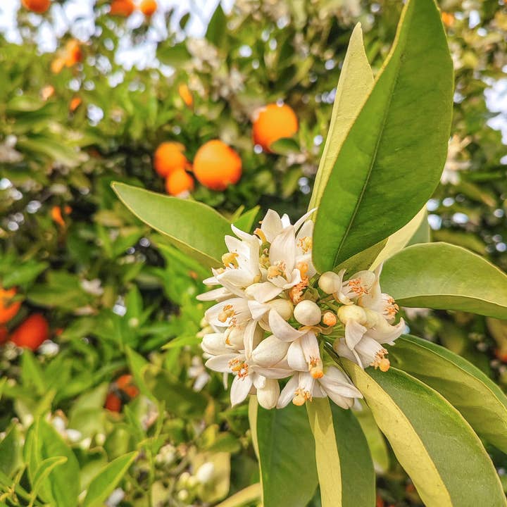 Neroli Pink Jasmine Candle & Soap Fragrance Oil for wholesale by Scentivore