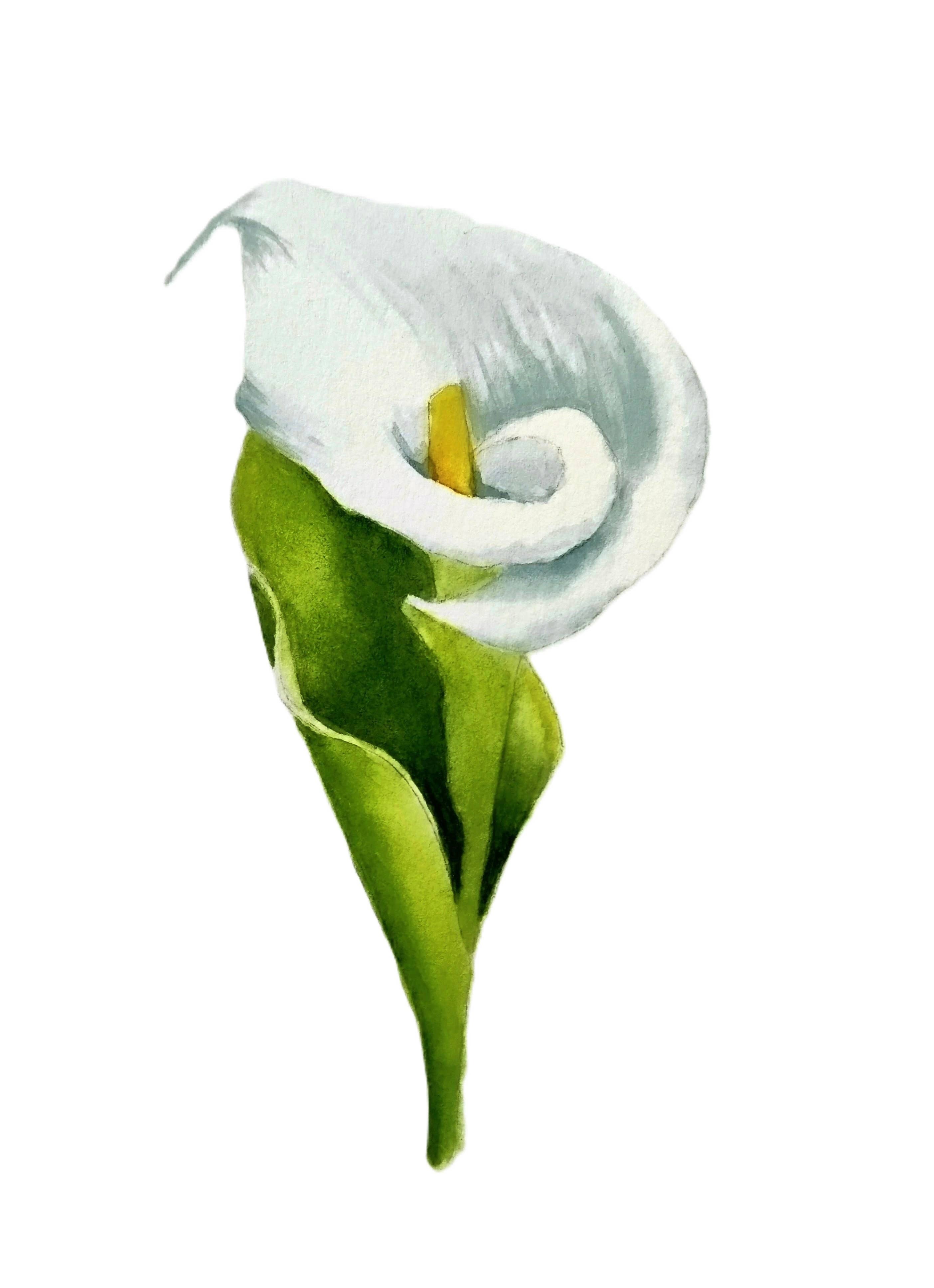 Michael Vigliotti - Wholesale Art Print - White Calla Lily Print0