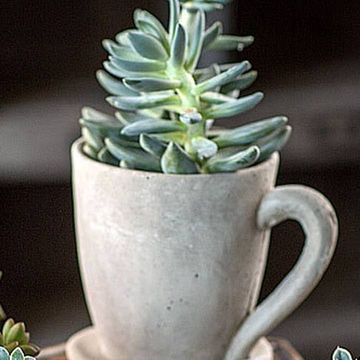 Vagabond Vintage - Wholesale Plant Pot - Cement Tea Mug Planter