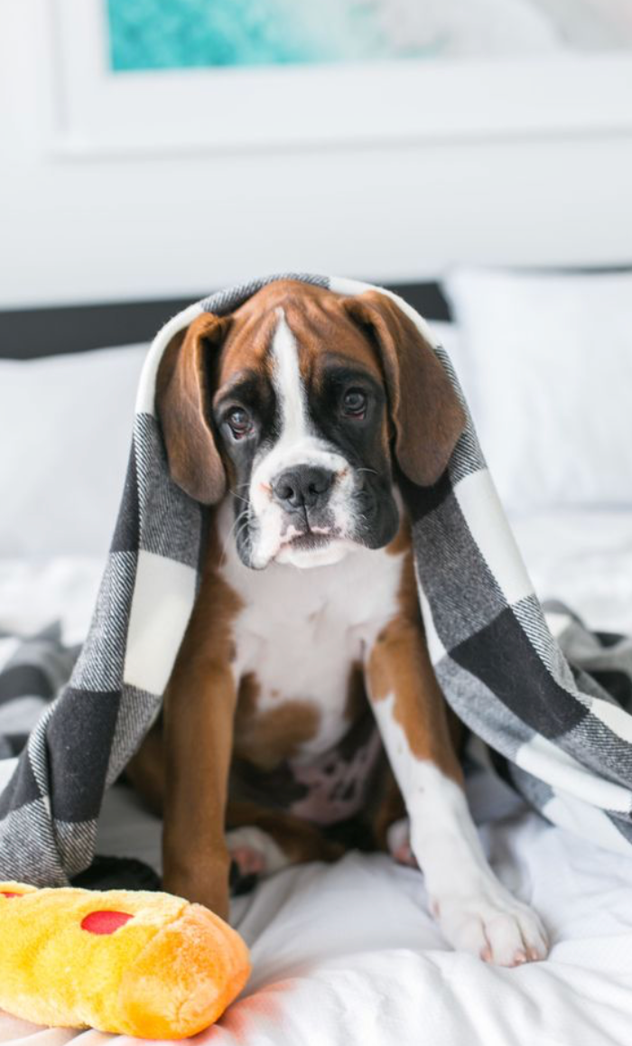 ZippyPaws – wholesale Mjukisdjur - Hund – NomNomz® pizza hundleksak6