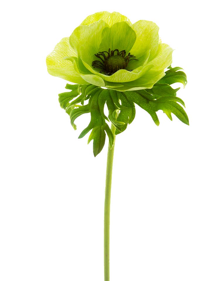 22" POPPY ANEMONE STEM for wholesale by American Best