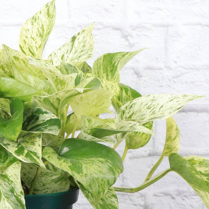 Thorsen's Greenhouse - Wholesale Live Plant - Marble Queen Pothos Plant - Live Plant