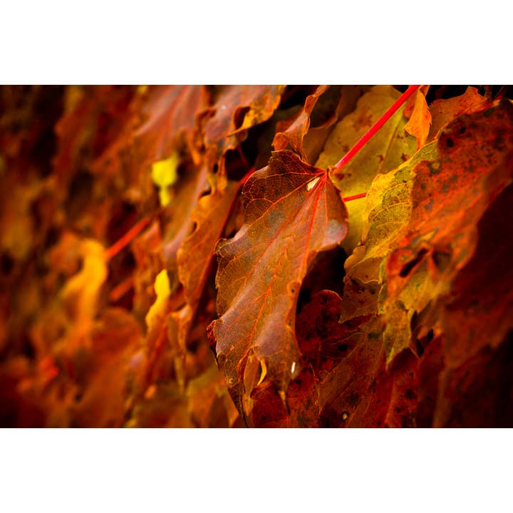 Presto l'autunno Fine Art Print per la vendita all'ingrosso da parte di Christi Kraft Photography