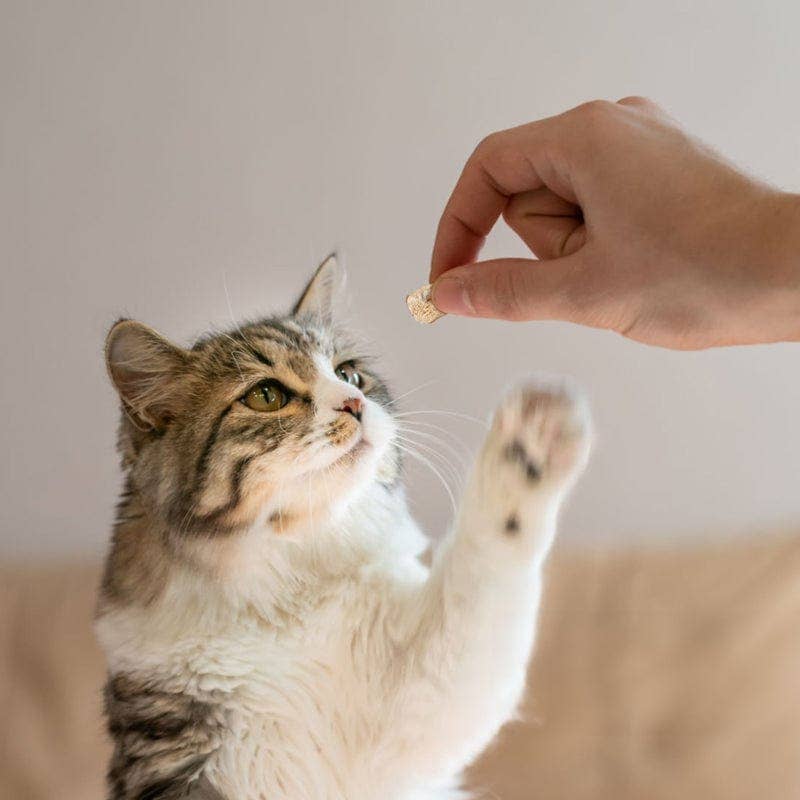 Leo's Paw - Vente Friandises – chat - Friandises de poulet lyophilisé pour chat7