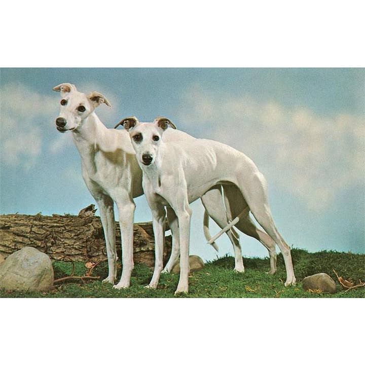 Found Image Press - Wholesale Postcard - Postcard DG-134 Two Young Greyhounds