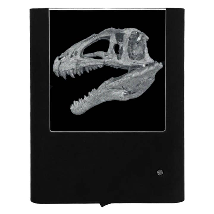 Engraved Dinosaur Skull for wholesale by Nightlight Studio
