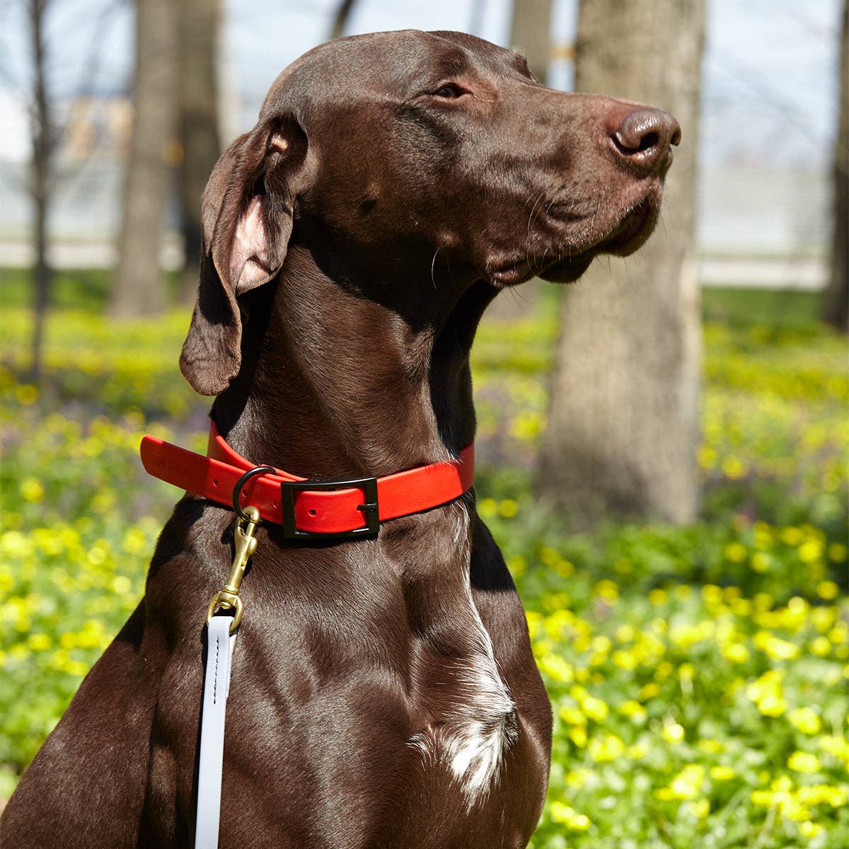 Dogline - Vente Laisse – chien - Laisse de travail pour chien Viper Biothane, 6 pieds de long32