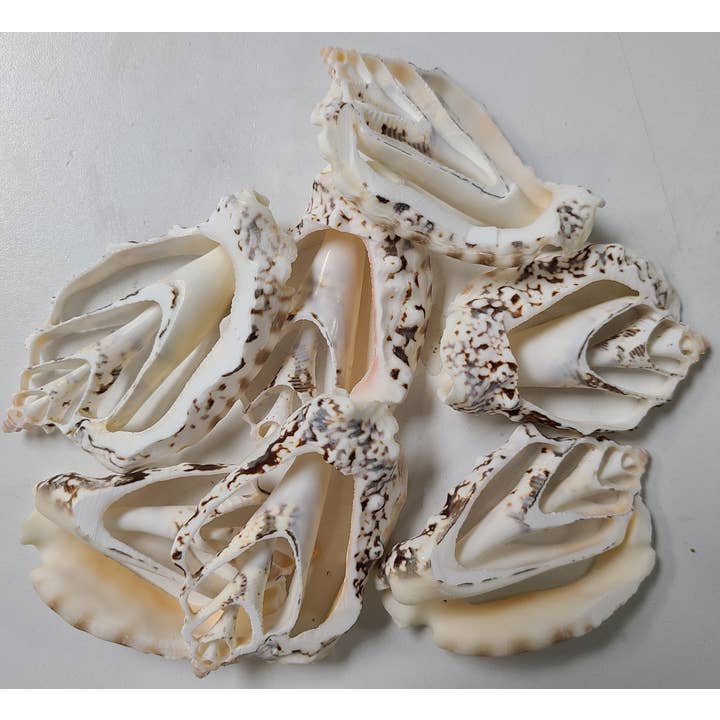 STROMBUS 3" for wholesale by Darlene's Shells